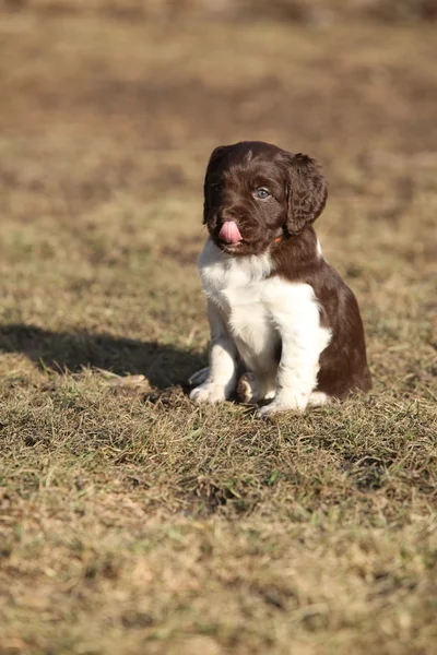 Cucciolo di piccolo Munsterlander — Foto Stock