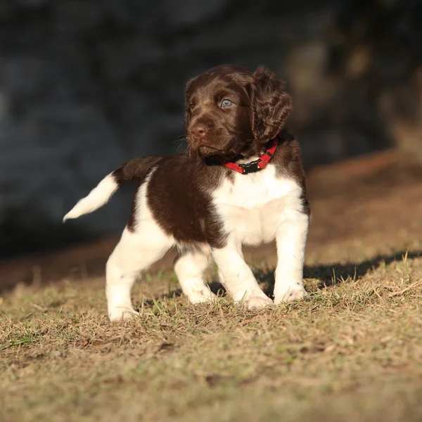 Cachorro de Munsterlander pequeño —  Fotos de Stock