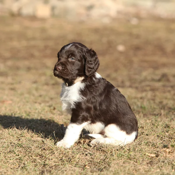 Cucciolo di piccolo Munsterlander — Foto Stock