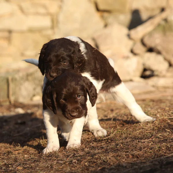 Cachorros de pequeño Munsterlander jugando juntos —  Fotos de Stock