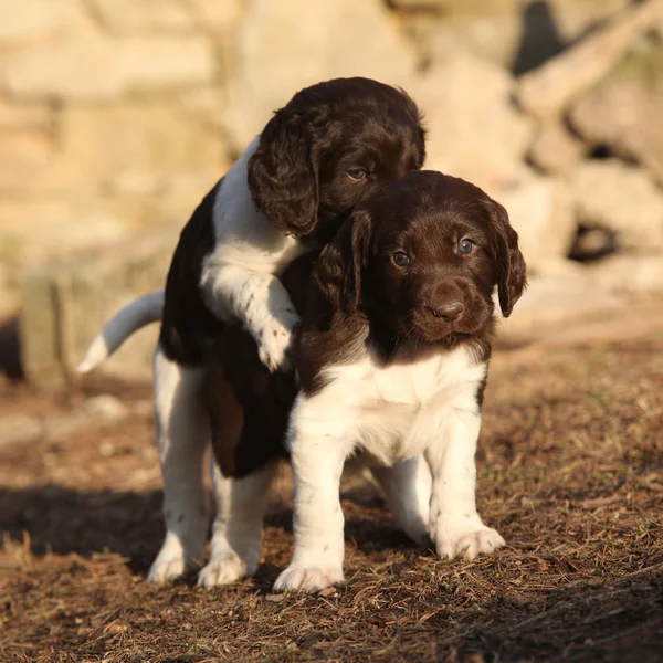 Puppies of Small Munsterlander playing together — Stock Photo, Image