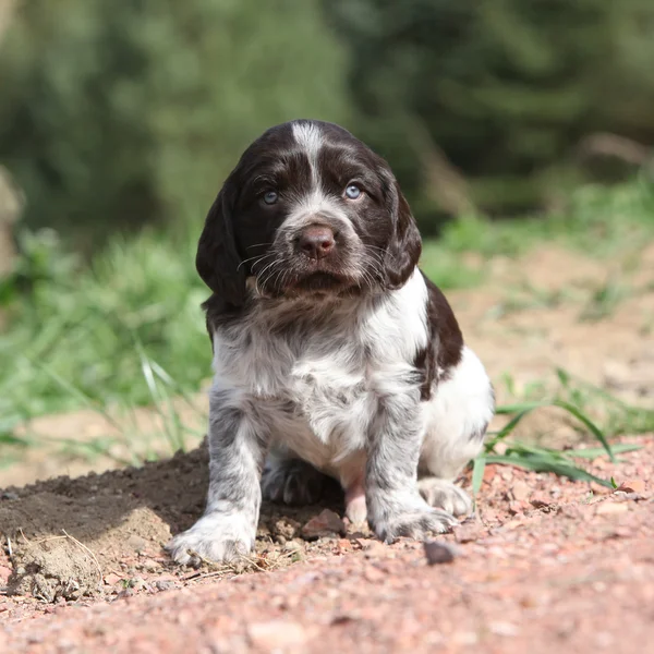 Vackra valp av tyska vaktel hund — Stockfoto