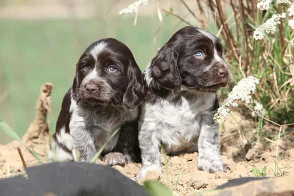 Beaux chiots de chien de caille allemand — Photo