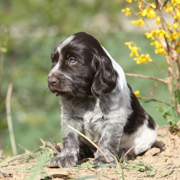 Bellissimo cucciolo di cane da quaglia tedesco — Foto Stock