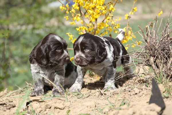 Beaux chiots de chien de caille allemand — Photo