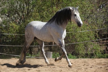 Amazign beyaz Endülüs aygır taşıma