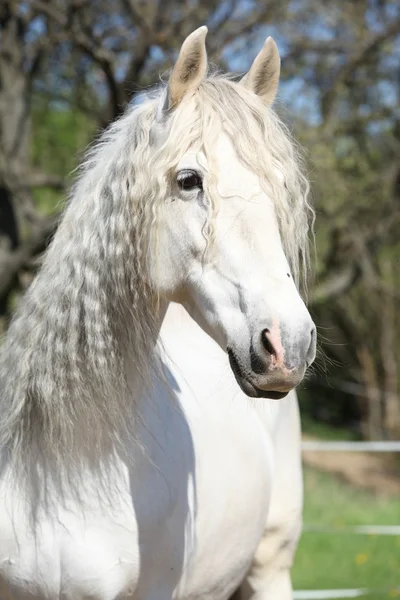 Retrato de la hermosa yegua andaluza en primavera — Foto de Stock