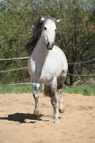 Amazone blanche andalouse étalon en mouvement — Photo