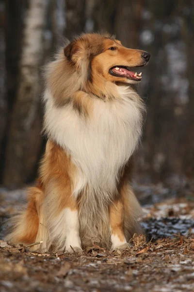 Beautiful scotch collie in the forest — Stock Photo, Image
