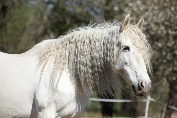 Portrait of beautiful andalusian mare in spring — Stock Photo, Image