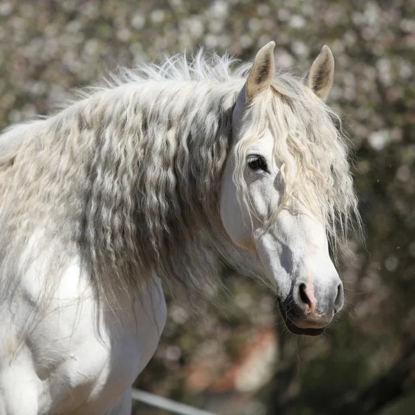 Portrait of beautiful andalusian mare in spring — Stock Photo, Image