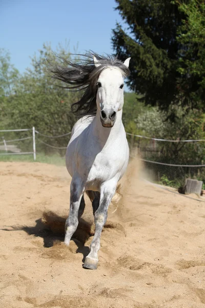 Amazign witte Andalusische hengst verplaatsen — Stockfoto