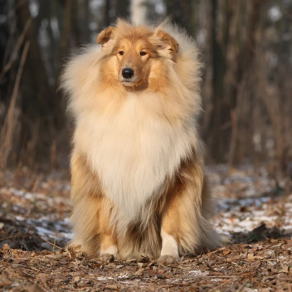 Hermoso escocés collie en el bosque —  Fotos de Stock