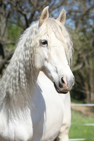 Portrait of beautiful andalusian mare in spring Stock Photo