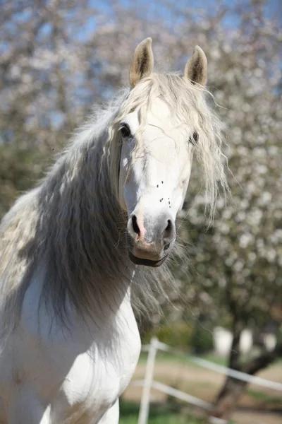 Portrait of beautiful andalusian mare in spring — Stock Photo, Image