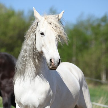 Andalusian mare with long hair in spring clipart