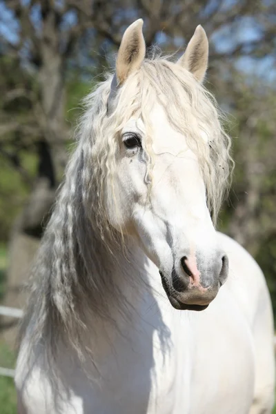 Retrato de la hermosa yegua andaluza en primavera — Foto de Stock