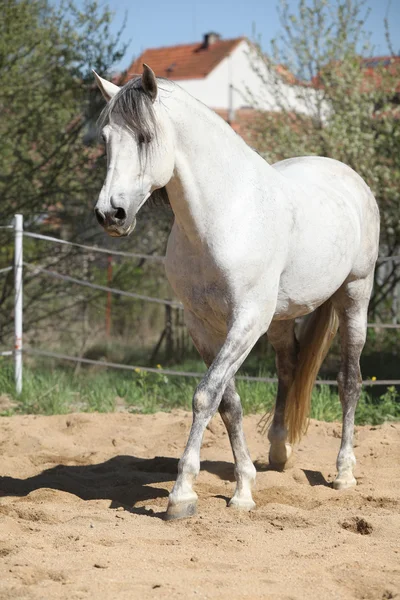 Amazign white andalusian stallion moving — Stock Photo, Image