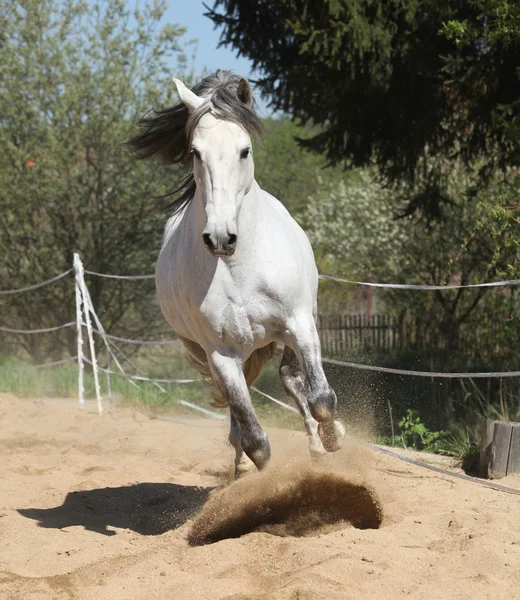 Amazign garanhão andaluz branco em movimento — Fotografia de Stock