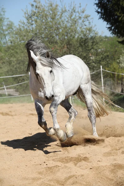 Amazone blanche andalouse étalon en mouvement — Photo