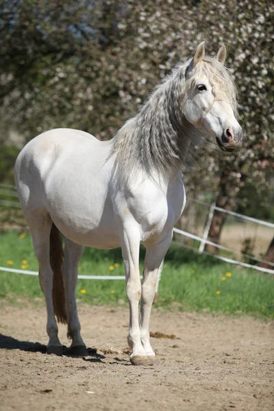 Jument andalouse aux cheveux longs au printemps — Photo