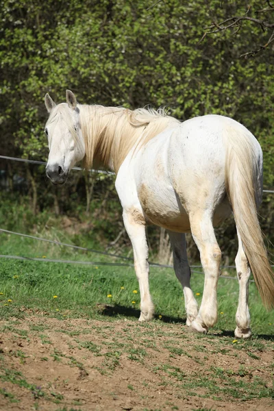 Égua andaluza com cabelos longos na primavera — Fotografia de Stock