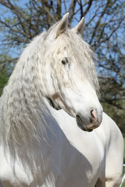 Portrait of beautiful andalusian mare in spring — Stock Photo, Image