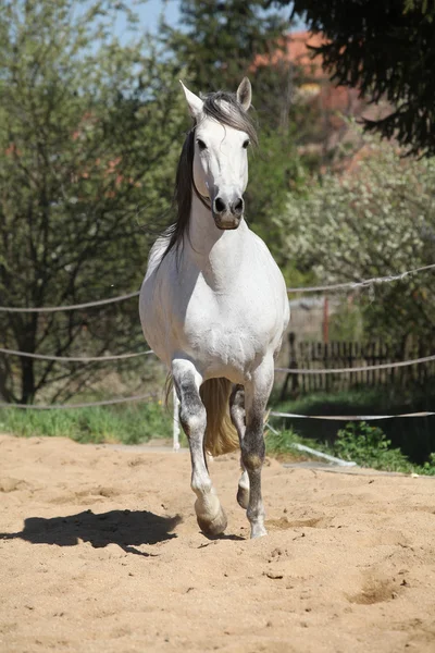 Erstaunlicher weißer andalusischer Hengst zieht um — Stockfoto