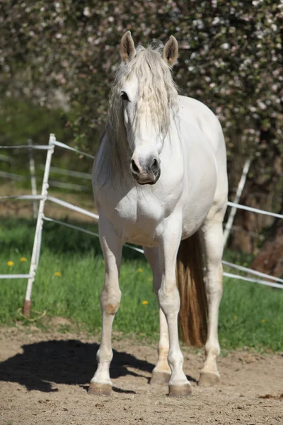 Andalusian mare with long hair in spring — Stock Photo, Image