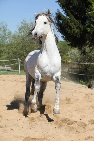 Amazign witte Andalusische hengst verplaatsen — Stockfoto