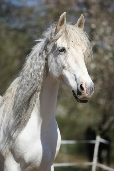 Retrato de la hermosa yegua andaluza en primavera — Foto de Stock