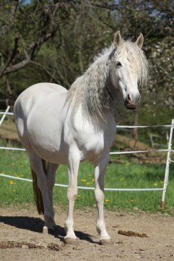 Endülüs mare bahar uzun saçlı