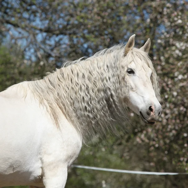 Andalusian mare with long hair in spring — Stock Photo, Image