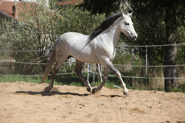 Amazign white andalusian stallion moving — Stock Photo, Image