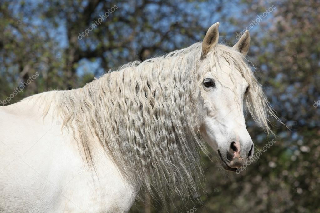 Andalusian mare with long hair in spring