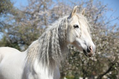 Portrait of beautiful andalusian mare in spring clipart