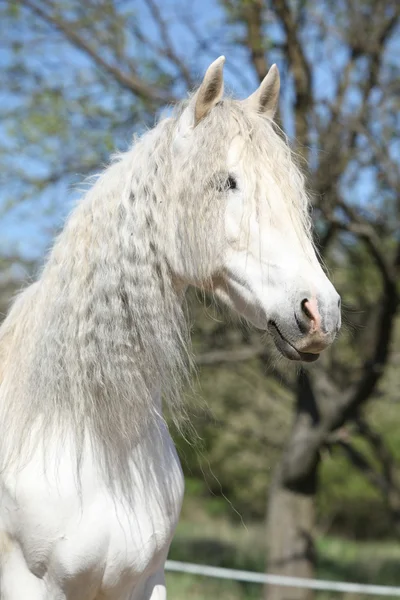 Retrato de la hermosa yegua andaluza en primavera —  Fotos de Stock