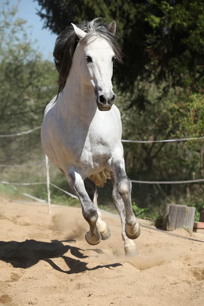 Amazign white andalusian stallion moving — Stock Photo, Image