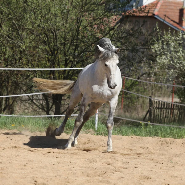 Amazign vit andalusisk hingst flyttar — Stockfoto