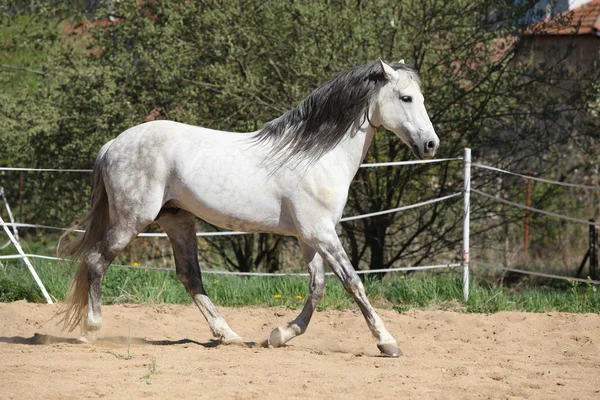 Amazign white andalusian stallion moving — Stock Photo, Image