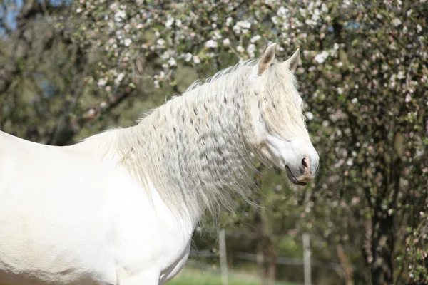 Égua andaluza com cabelos longos na primavera — Fotografia de Stock