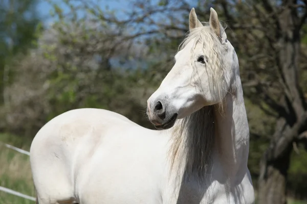 Égua andaluza com cabelos longos na primavera — Fotografia de Stock