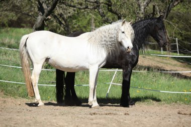 White andalusian horse with black friesian horse clipart
