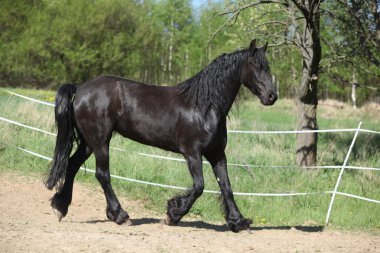 Siyah be kısrağı bahar