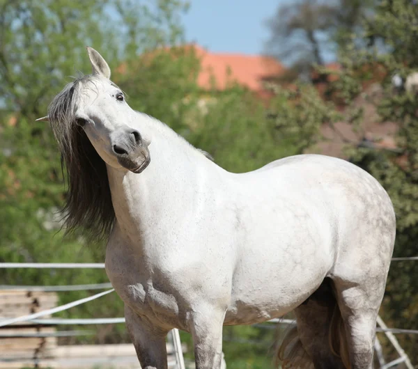 春に美しいアンダルシア種牡馬 — ストック写真