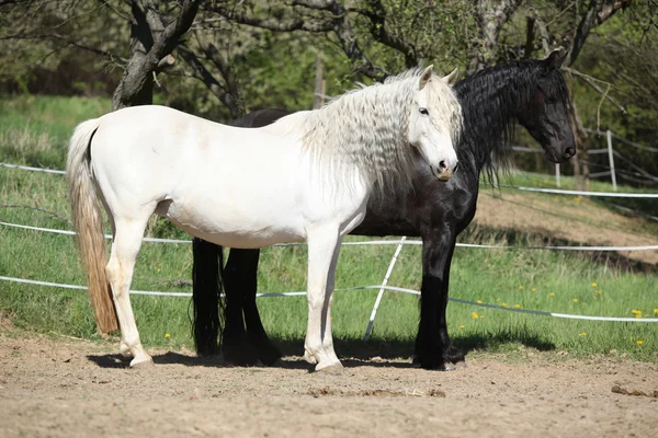 Cavalo andaluz branco com cavalo friesiano preto — Fotografia de Stock