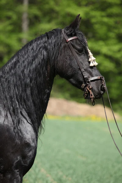 Égua friesiana preta na primavera — Fotografia de Stock