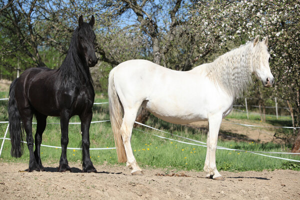 Белая андалузская лошадь с чёрной фризской лошадью
