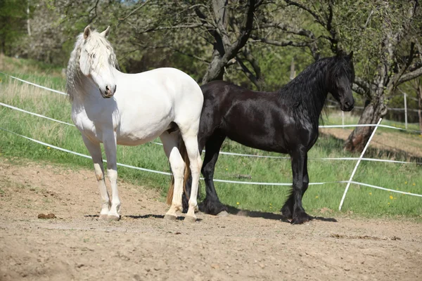 Cavallo andaluso bianco con cavallo frisone nero — Foto Stock