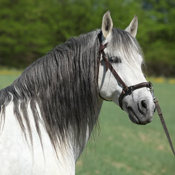 Beautiful andalusian stallion in spring — Stock Photo, Image